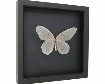 Full Descaled Butterfly Skeletonized Insect Wing Display with UV Glass Frame 9x9
