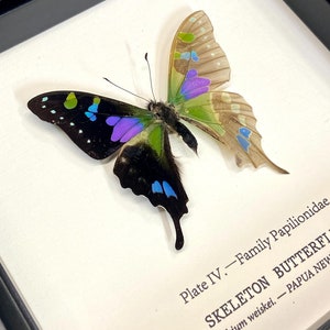 Cabinet of Curiosity Framed Skeleton Butterly Taxidermy image 3