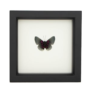 May include: A framed butterfly specimen with black wings and pink spots. The butterfly is mounted on a white background and framed in a black frame.