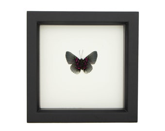 Framed Butterfly Art Apollo Metalmark Lyropteryx appollonia