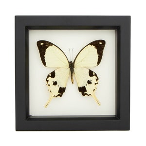 Framed Butterfly Mocker Swallowtail Yellow Insect Shadowbox 6x6