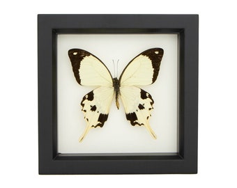 Framed Butterfly Mocker Swallowtail Yellow Insect Shadowbox