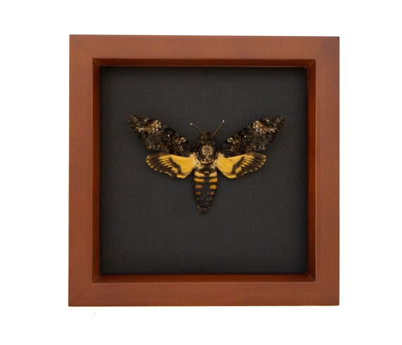 Death Head Moth Taxidermy Shadowbox Black Background 6x6 Frame - Etsy  Australia