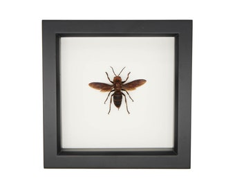 Framed Murder Hornet Vespa mandarinia japonica 6x6