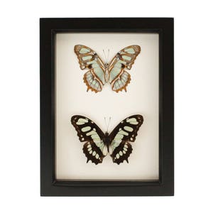 Preserved Green Butterfly Display Malachite Display 6x8