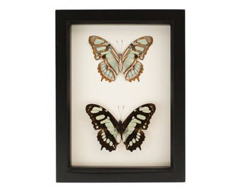 Preserved Green Butterfly Display Malachite Display 6x8