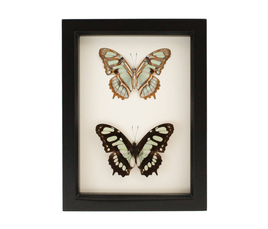 Framed Green Butterfly Collection Malachite Siproeta Stelenes Display 6x8
