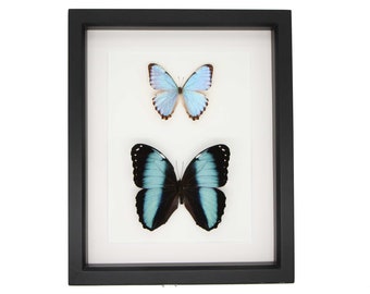 Real Framed Blue Morpho Collection Portis and Banded Morpho 9x11