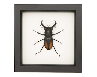 Real Framed Fighting Stag Beetle Hexarthrius parryi 6×6 UV Blocking Glass