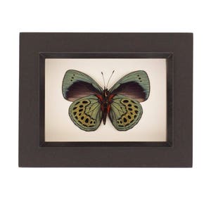 Real Butterfly Wall Art, Asterope leprieuri Insect Shadowbox Art 3.5x4.5