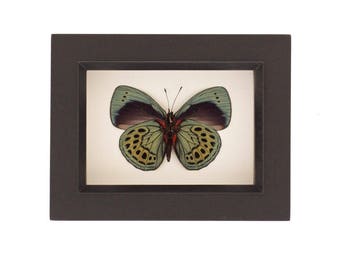 Real Butterfly Wall Art, Asterope leprieuri Insect Shadowbox Art 3.5x4.5