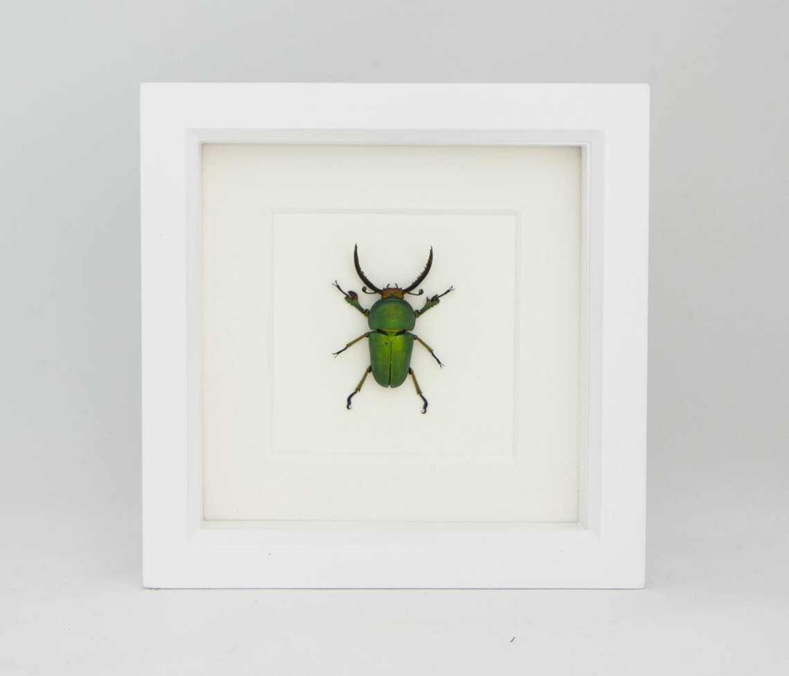 Real Framed Beetle Insect Display Archival Quality Etsy