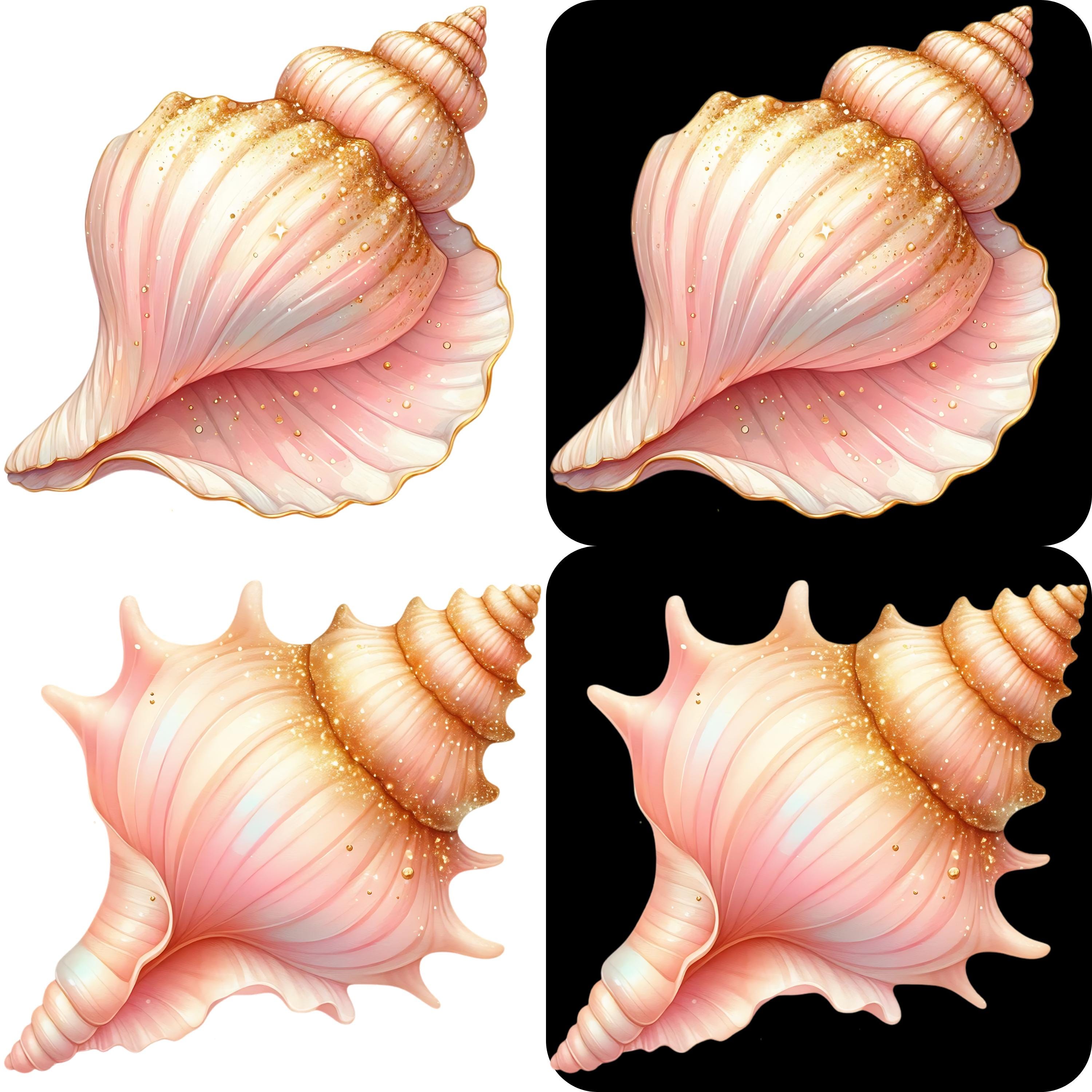 Pink Shells Drawi Pink Sea Shells Clipart Bundle 18 PNG High Quality Watercolor Ocean ...