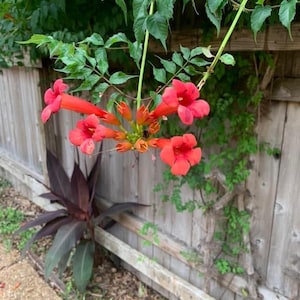Trumpet Vine Seeds