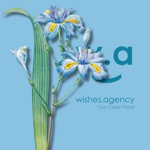 Flor de buenos días y flor de buenas noches, fondo de pantalla de flores para teléfono, lenguaje de las flores, simbolismo de las flores, "Iris Japonica".