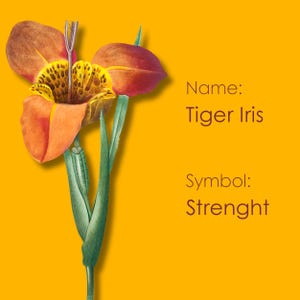 Flor de buenos días y flor de buenas noches, fondo de pantalla de flores para teléfono, lenguaje de las flores, simbolismo de las flores, "Tiger Iris".