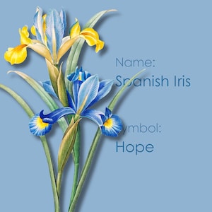 Flor de buenos días y flor de buenas noches, fondo de pantalla de flores para teléfono, lenguaje de las flores, simbolismo de las flores, "Iris español".