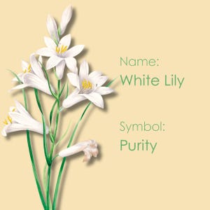 Buongiorno Fiore e Buona Notte Fiore, Sfondo Floreale per Telefono, Linguaggio dei Fiori, Simbolismo dei Fiori, "Giglio Bianco".