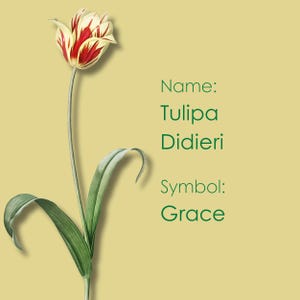 Buongiorno Fiore e Buona Notte Fiore, Sfondo Floreale per Telefono, Linguaggio dei Fiori, Simbolismo dei Fiori, "Tulipa Didieri".