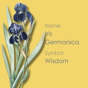 Buongiorno Fiore e Buona Notte Fiore, Sfondo Floreale per Telefono, Linguaggio dei Fiori, Simbolismo dei Fiori, "Iris Germanica".