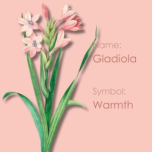 Buongiorno Fiore e Buona Notte Fiore, Sfondo Fiore per Telefono, Linguaggio dei Fiori, Simbolismo dei Fiori, "Gladiola"