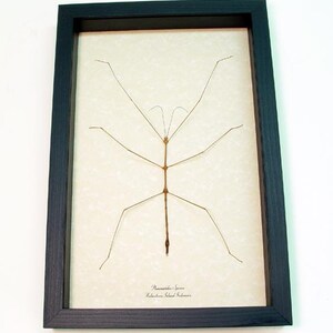 May include: A framed insect specimen of a stick insect,  *Phasmatodea Species*, from Halmahera Island, Indonesia.