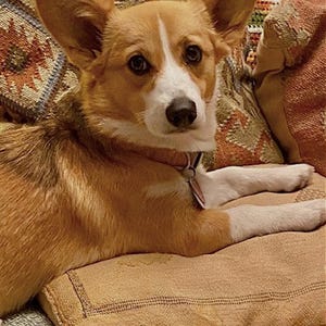 Peut inclure: Un chien corgi brun et blanc avec une poitrine blanche et des pattes blanches est allong&eacute; sur un canap&eacute; brun avec un coussin &agrave; motifs derri&egrave;re lui.