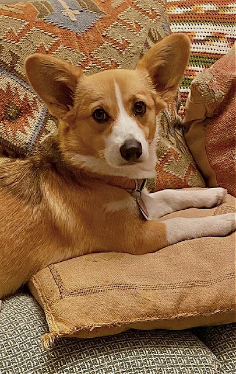 Peut inclure: Un chien corgi brun et blanc avec une poitrine blanche et des pattes blanches est allong&eacute; sur un canap&eacute; brun avec un coussin &agrave; motifs derri&egrave;re lui.