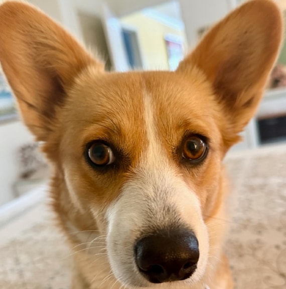 Handmade Concho chain Belt Silver Gold Copper But… - image 6