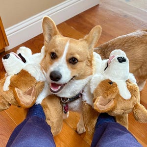 May include: A Corgi dog wearing Corgi-shaped plush slippers. The dog has a brown and white coat and is wearing a black collar. The slippers are brown, white, and tan, and are on a person's legs.