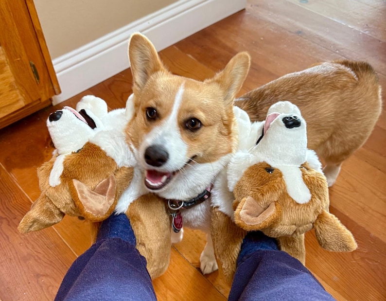 May include: A Corgi dog wearing Corgi-shaped plush slippers. The dog has a brown and white coat and is wearing a black collar. The slippers are brown, white, and tan, and are on a person's legs.