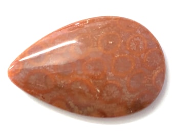 Teardrop Fossilized Coral Cabochon | Flower Pattern Coral Cabochon