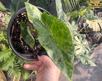 Alocasia Shattered Glass