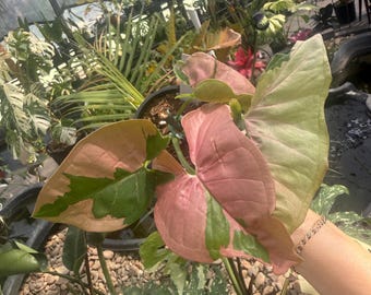 Sygonium Pink Lava Beauty