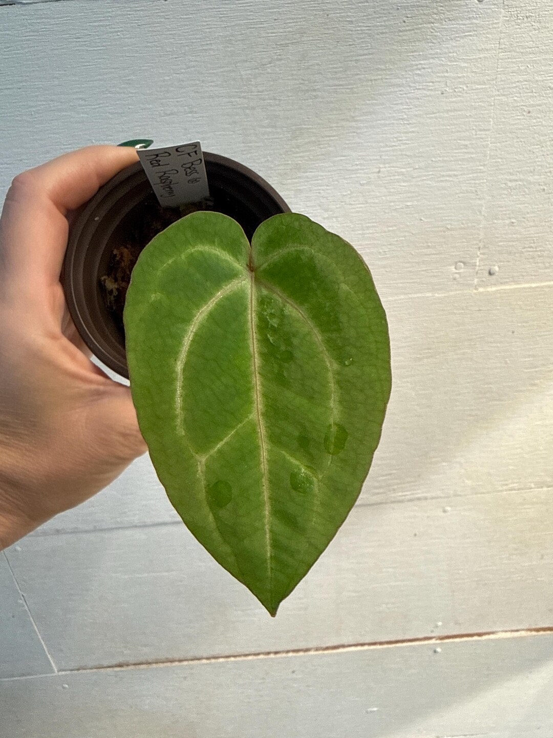 Anthurium Seedlings - CF Besseae X Red Raspberry - Etsy