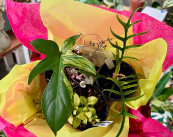 Plant Mystery Box - Who doesn’t love a surprise? Great for Mothers Day!