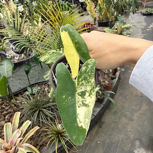 Alocasia Zebrina Aurea - Etsy