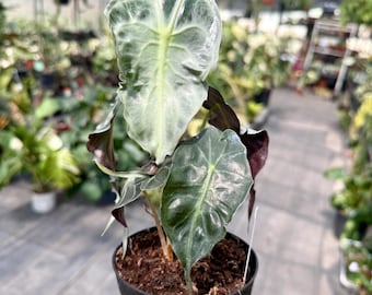Alocasia Venom