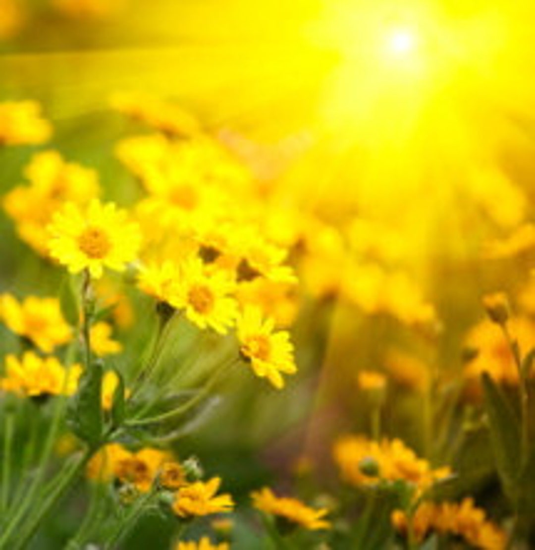 Wreath UV Spray Coat, UV Protection for Wreath, Wreath Protectant