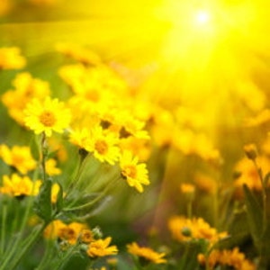 Wreath UV Protection Spray Service - Protect Your Wreath
