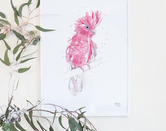 Australian Birds Galah Cockatoo Giclee Art Print
