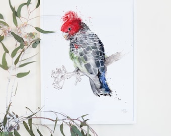 Australian Gang-gang Cockatoo Giclee Art Print