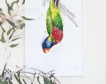 Australian Birds Rainbow Lorikeet Giclee Art Print