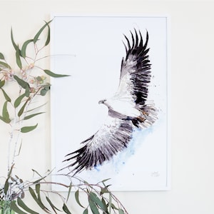 Australian Birds White-bellied Sea Eagle Giclee Art Print Bild 1