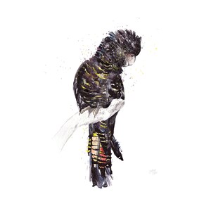 Australian Birds Red-tailed Black Cockatoo Giclee Art Print, Limited Edition image 3
