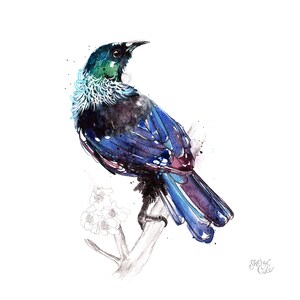 New Zealand Bird Tui Limited Edition Giclee Art Print image 2