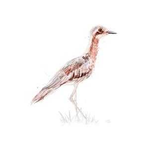 Australian Birds Bush-stone Curlew Giclee Art Print image 2