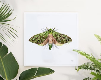 New Zealand Pūriri Moth female art print