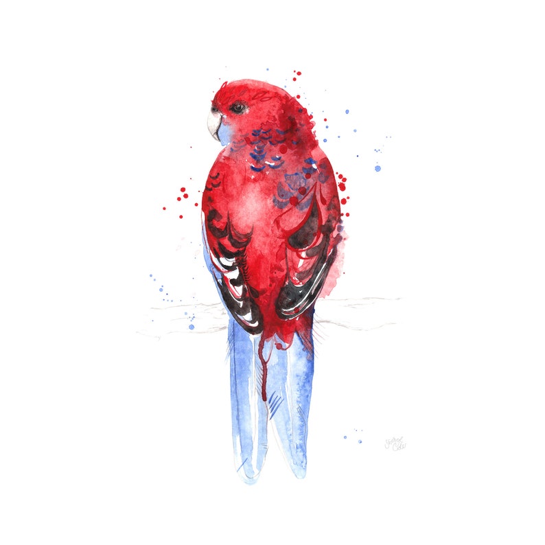 Australian Bird Crimson Rosella Parrot Giclee Art Print image 2