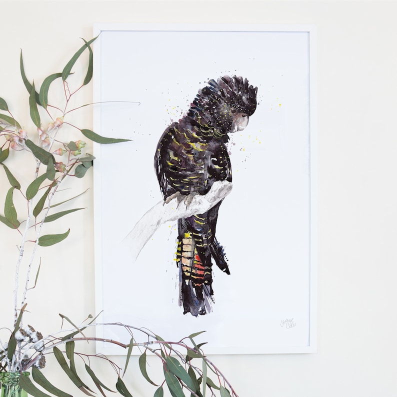Australian Birds Red-tailed Black Cockatoo Giclee Art Print, Limited Edition image 1